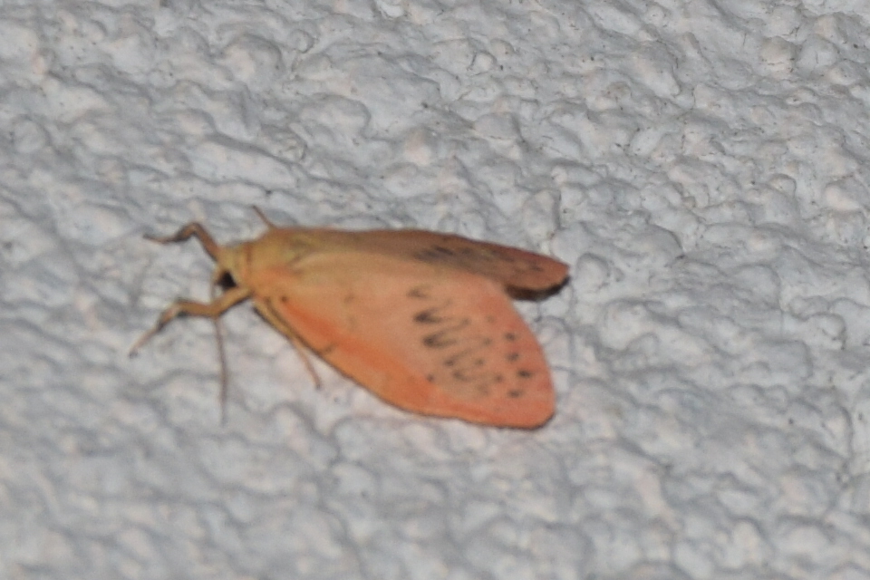 Miltochrista miniata - piros medvelepke