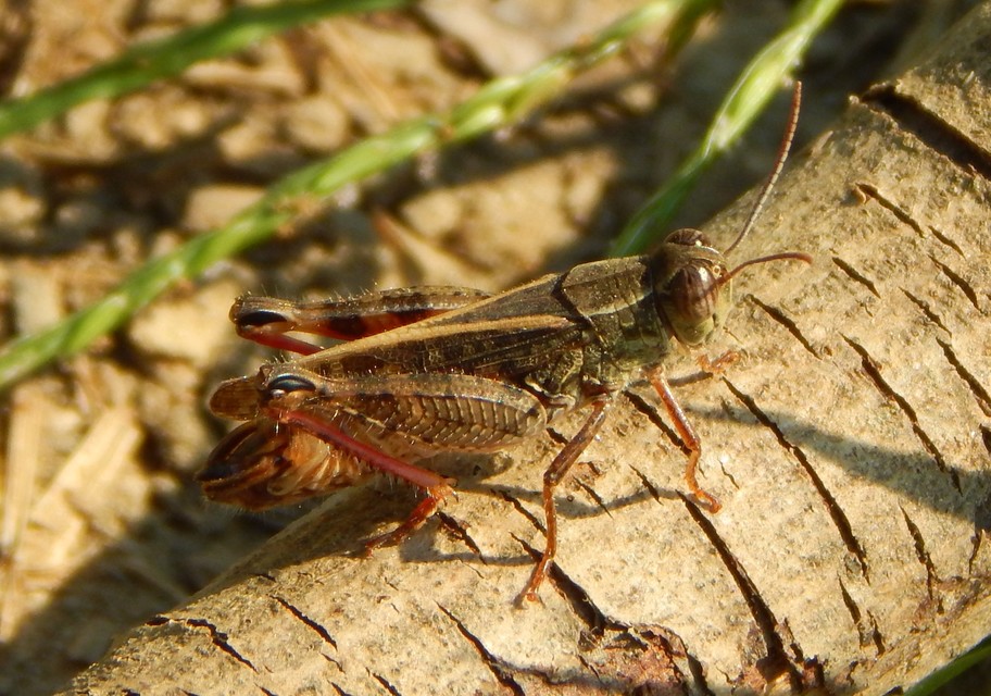 Calliptamus italicus - olaszsáska