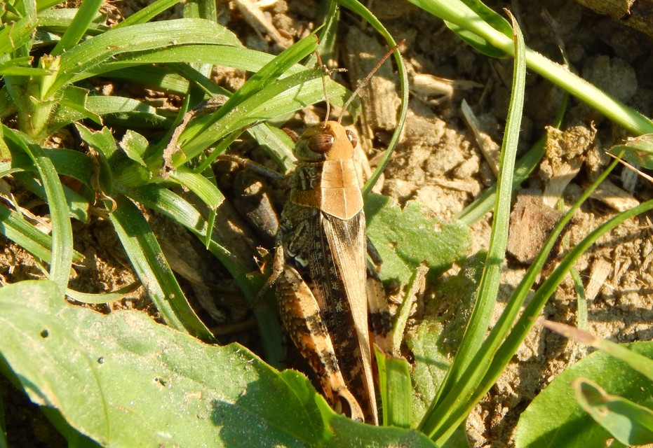 Calliptamus italicus - olaszsáska