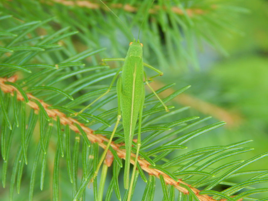 Phaneroptera nana - pontozott repülőszöcske