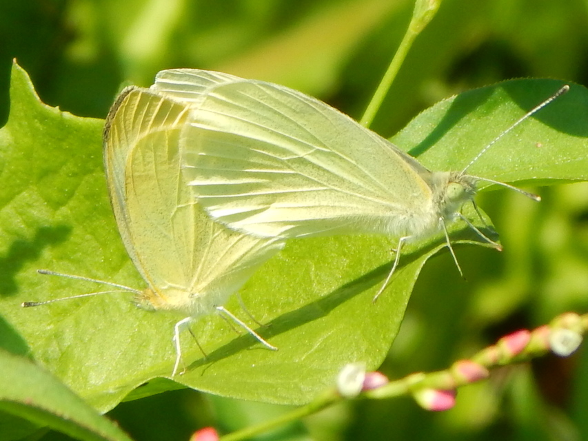 Pieris rapae - répalepke