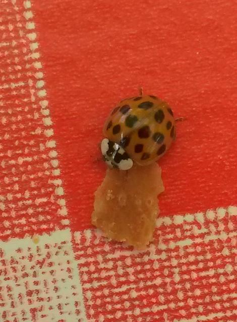 Harmonia axyridis - harlekinkatica