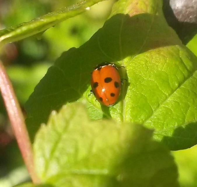Hippodamia variegata - tizenhárompettyes katica