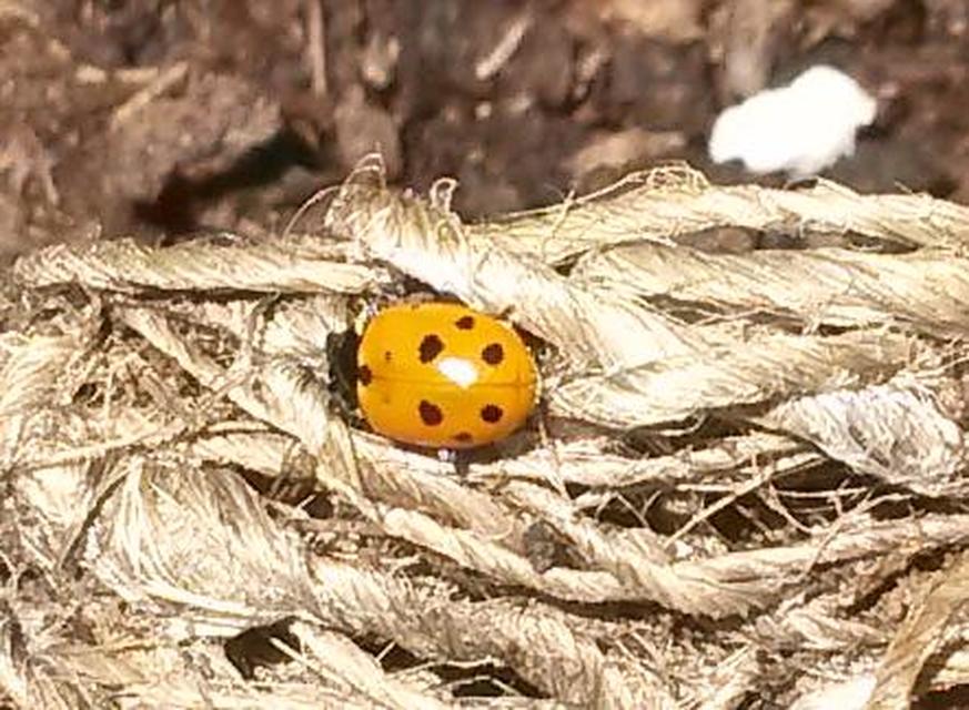 Hippodamia variegata - tizenhárompettyes katica
