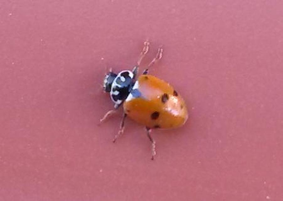 Hippodamia variegata - tizenhárompettyes katica