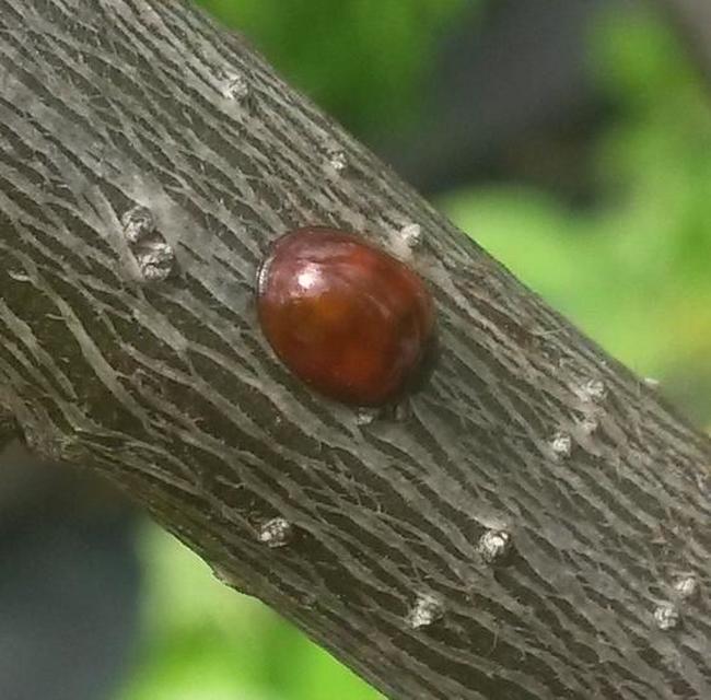 Exochomus quadripustulatus - négyfoltos szerecsenkata