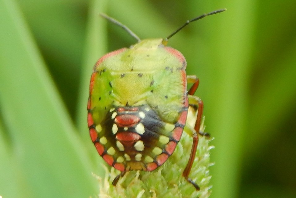 Nezara viridula - zöld vándorpoloska