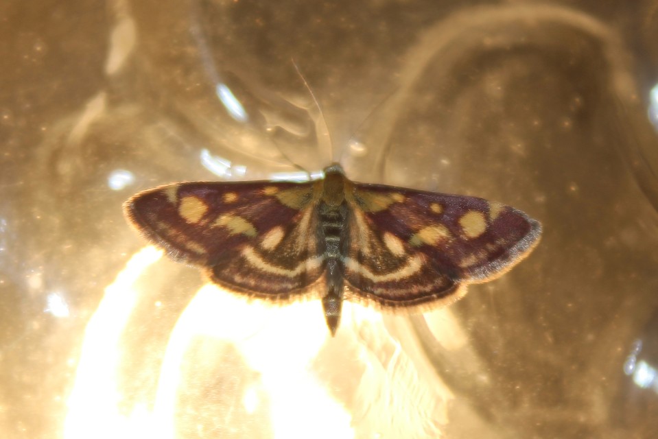 Pyrausta purpuralis - közönséges bíbormoly