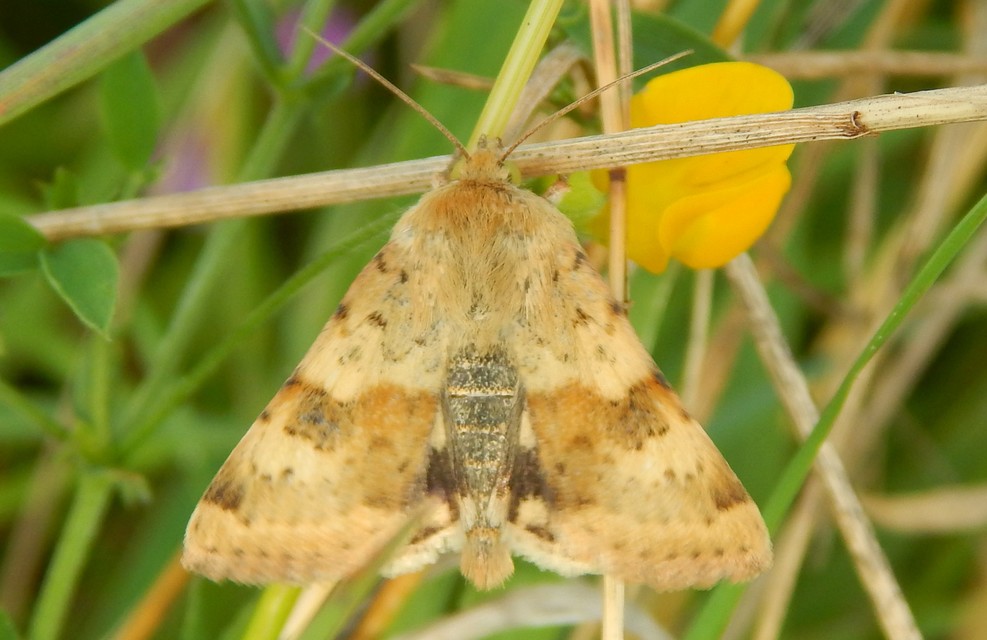 Heliothis viriplaca - mácsonyabagoly