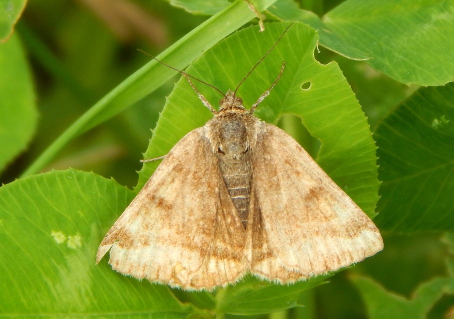 Euclidia glyphica - közönséges nappalibagoly