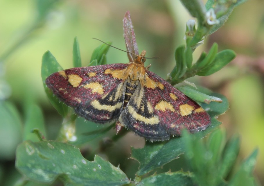 Pyrausta purpuralis - közönséges bíbormoly