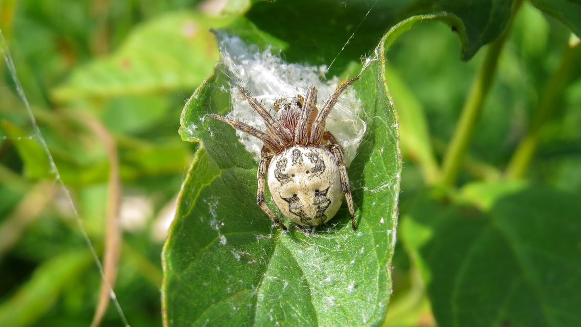 Larinioides cornutus - nádi keresztespók