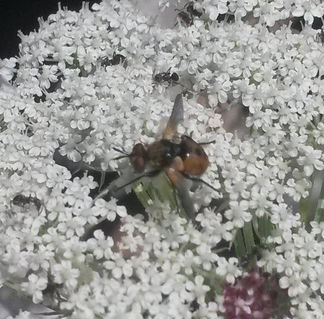 Gymnosoma
