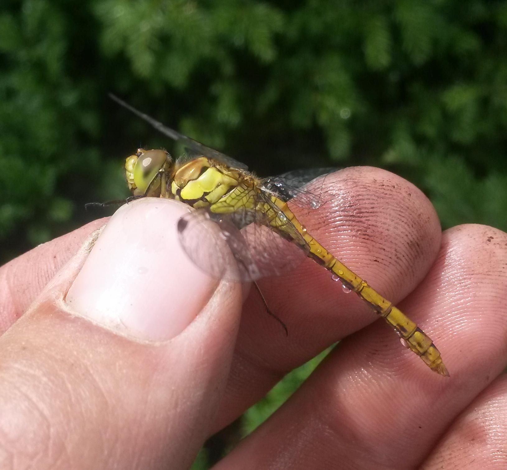 Sympetrum striolatum - harántsávos katona-szitakötő