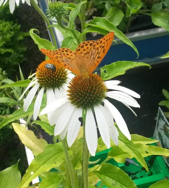 Argynnis paphia - nagy gyöngyházlepke
