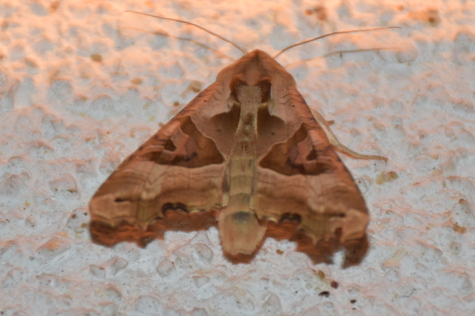 Phlogophora meticulosa - vándorló csipkésbagoly