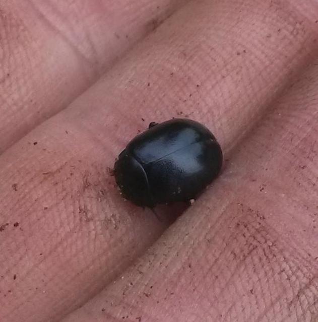 Chrysolina sturmi - vöröslábú levelész