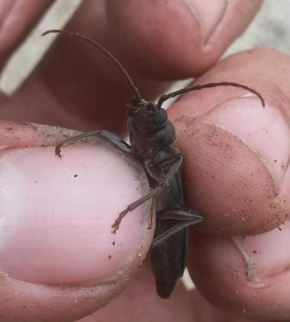 Arhopalus rusticus - gödrösnyakú cincér