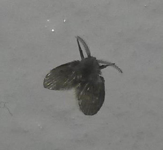 Clogmia albipunctata