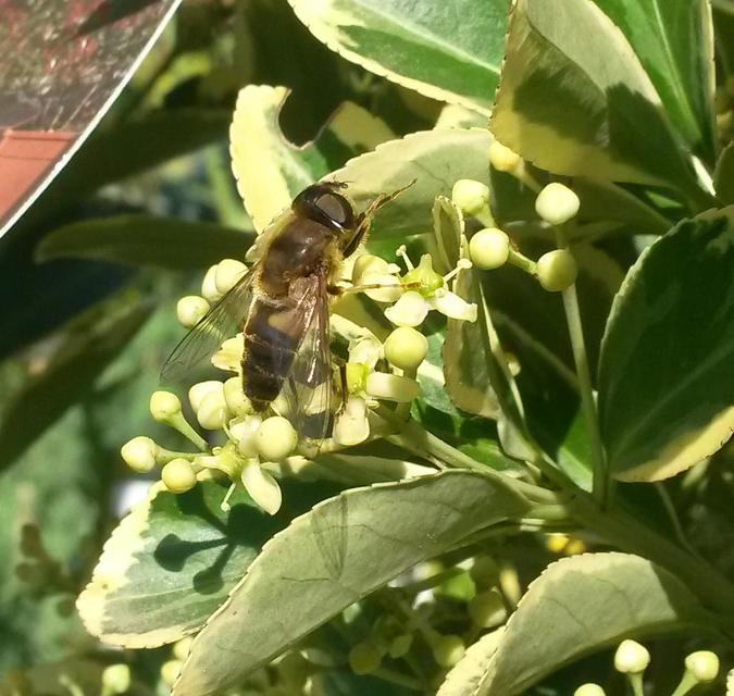 Eristalis similis - hosszúszárnyjegyű herelégy