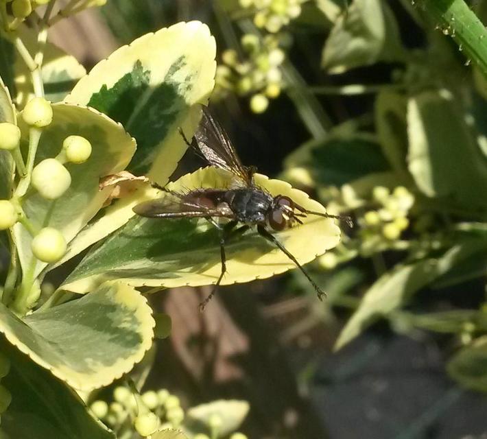 Tachinidae - fürkészlegyek