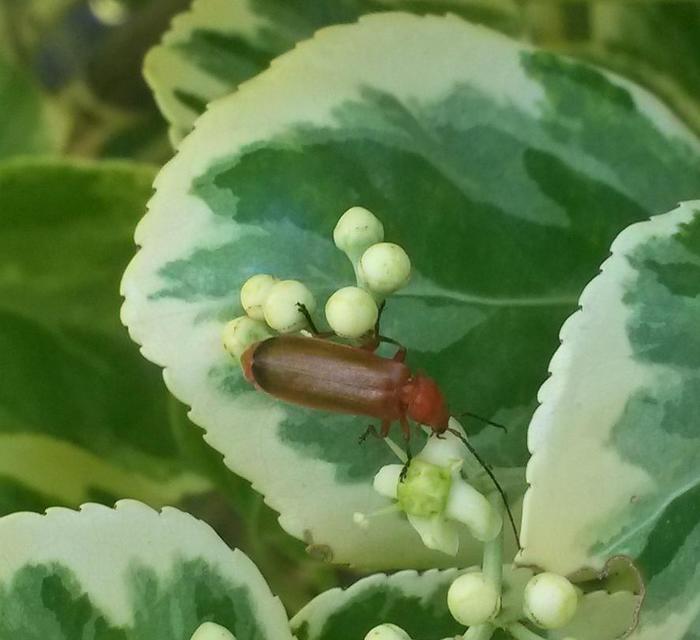 Rhagonycha fulva - feketevégű lágybogár