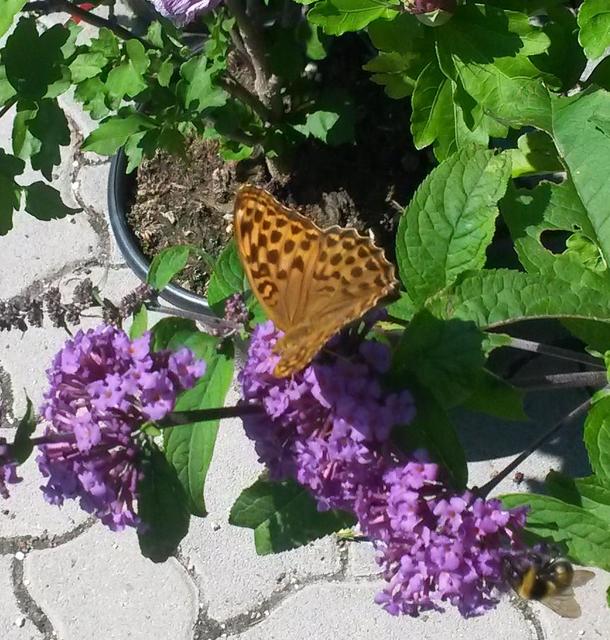 Argynnis paphia - nagy gyöngyházlepke