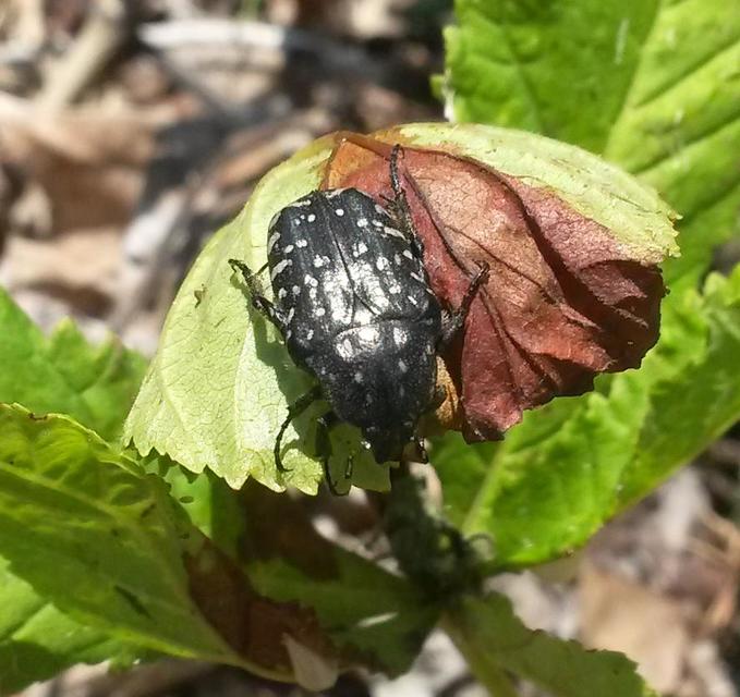Oxythyrea funesta - sokpettyes virágbogár