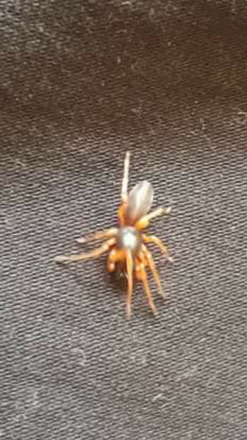 Dysdera
