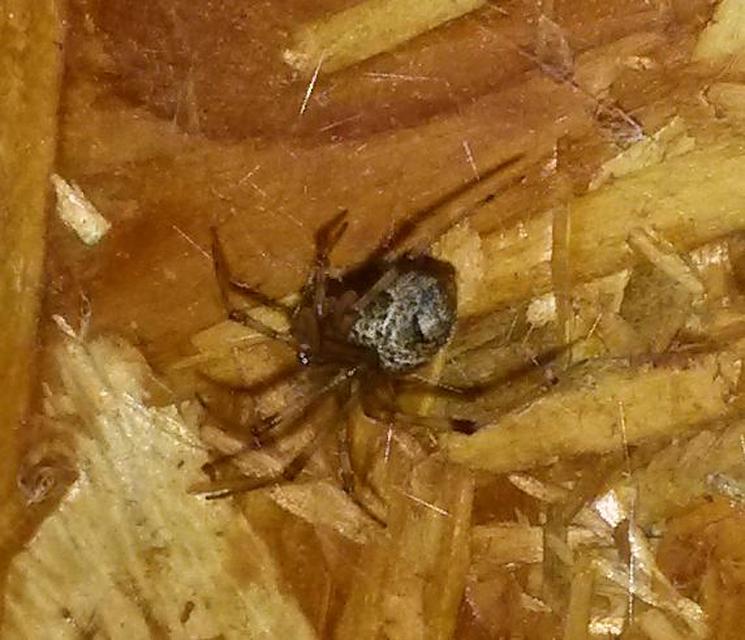 Parasteatoda tepidariorum - üvegházi törpepók