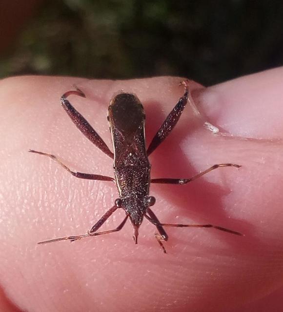 Camptopus lateralis - görbelábú karimáspoloska