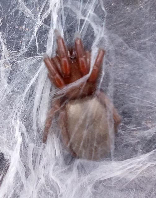 Dysderidae - fojtópókok