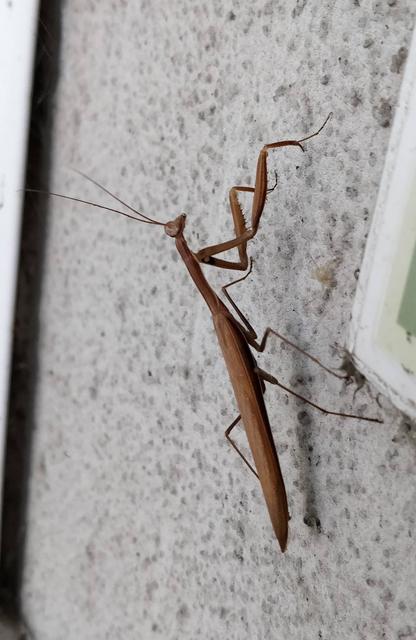 Mantis religiosa - imádkozósáska