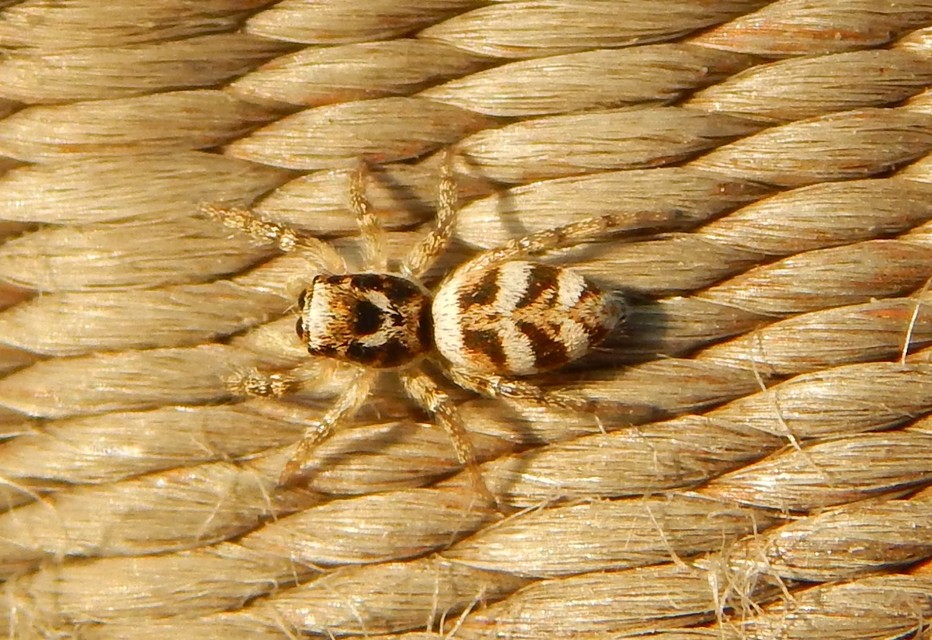 Salticus