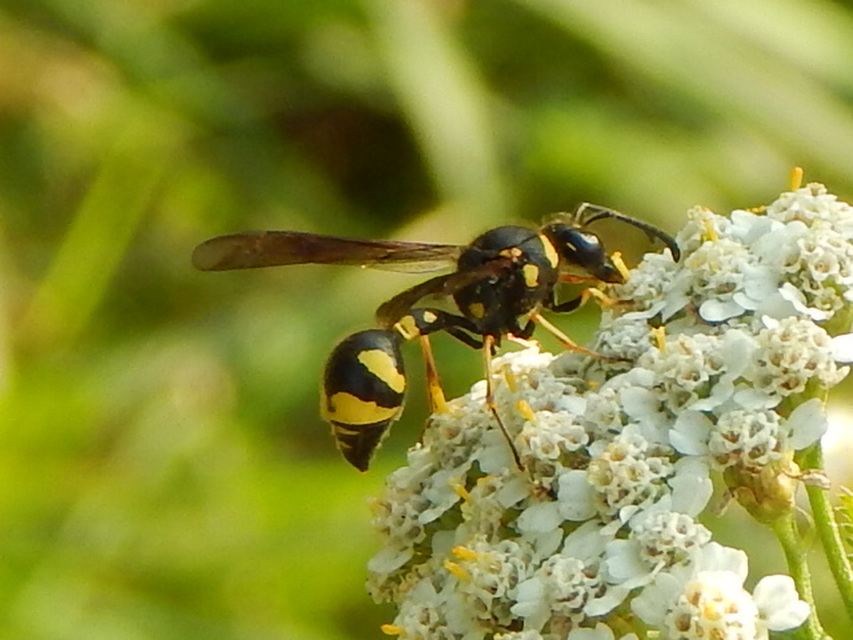 Eumenes