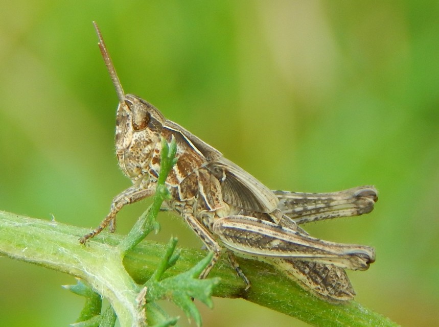 Chorthippus (Glyptobothrus) (subgenus)