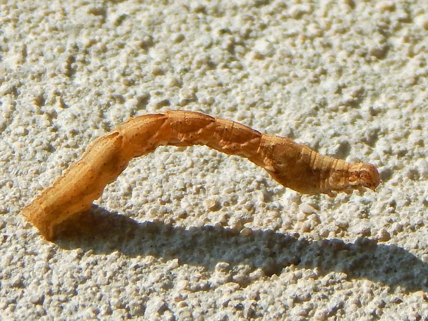 Timandra comae - piroscsíkos csipkésaraszoló