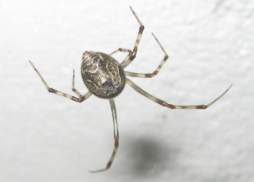 Parasteatoda tepidariorum - üvegházi törpepók