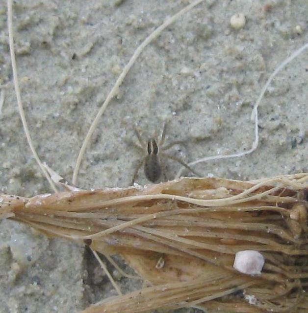 Pardosa