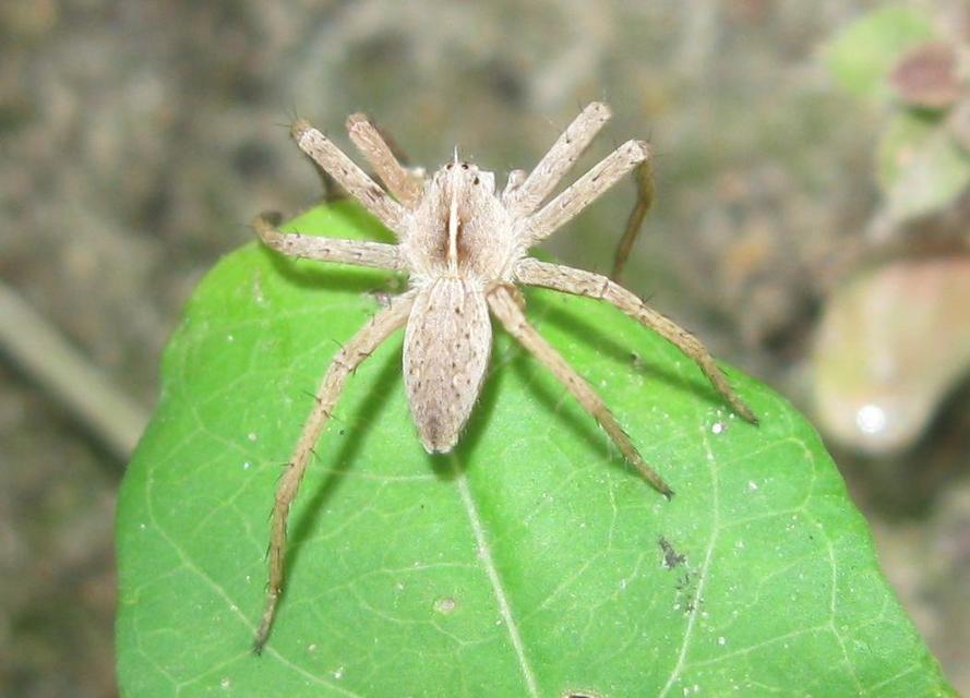 Pisaura mirabilis - csodáspók
