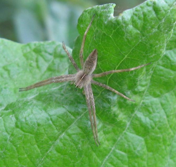 Pisaura mirabilis - csodáspók