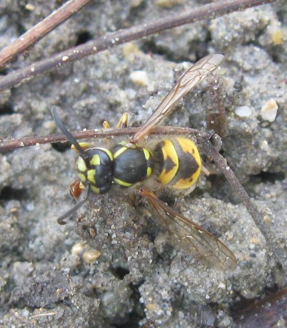 Vespula vulgaris - kecskedarázs