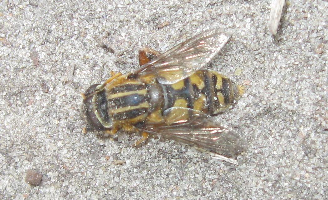 Helophilus