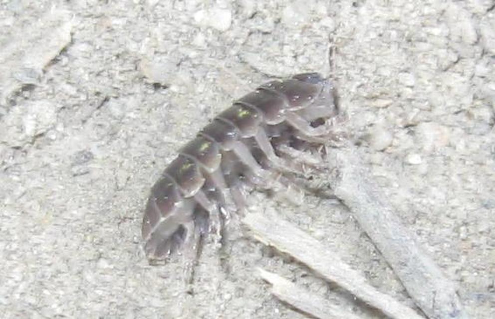 Armadillidium vulgare - szürke gömbászka