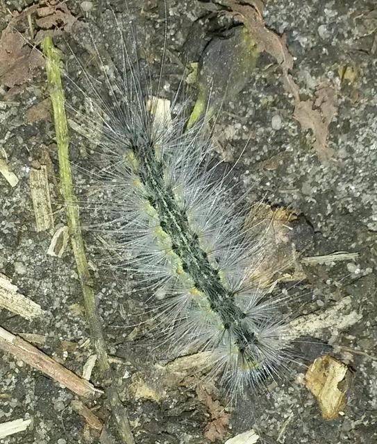 Hyphantria cunea - amerikai fehér medvelepke