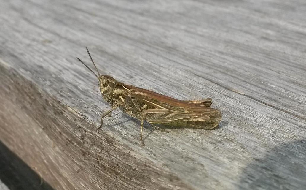 Chorthippus (Glyptobothrus) (subgenus)
