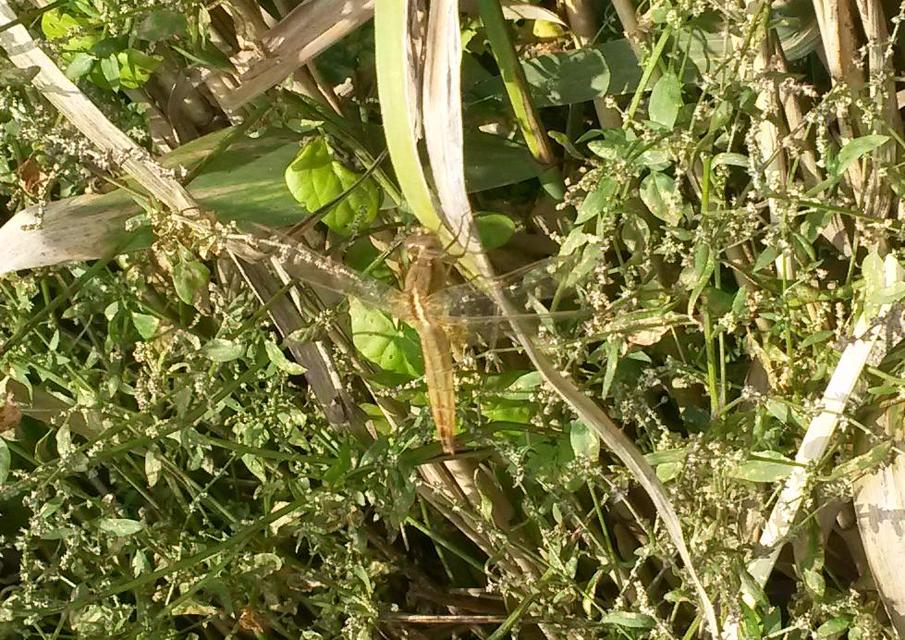 Crocothemis erythraea - skarlát szitakötő