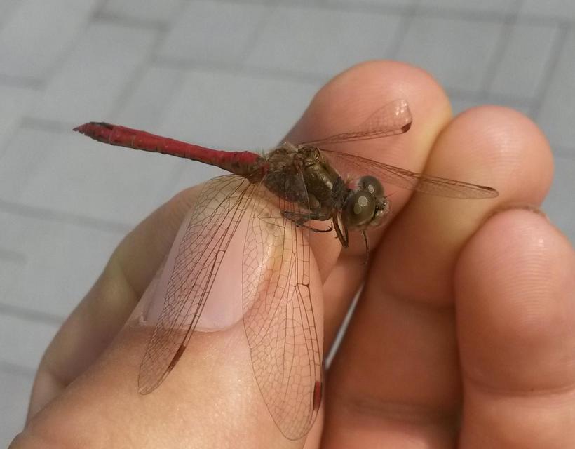 Sympetrum vulgatum - barkós katona-szitakötő