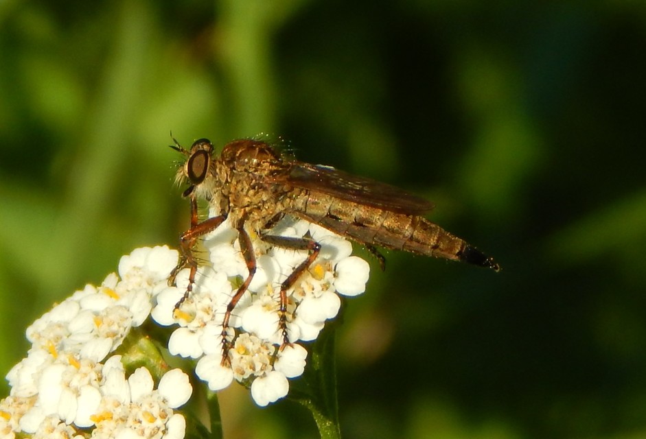 Asilidae - rablólégyfélék