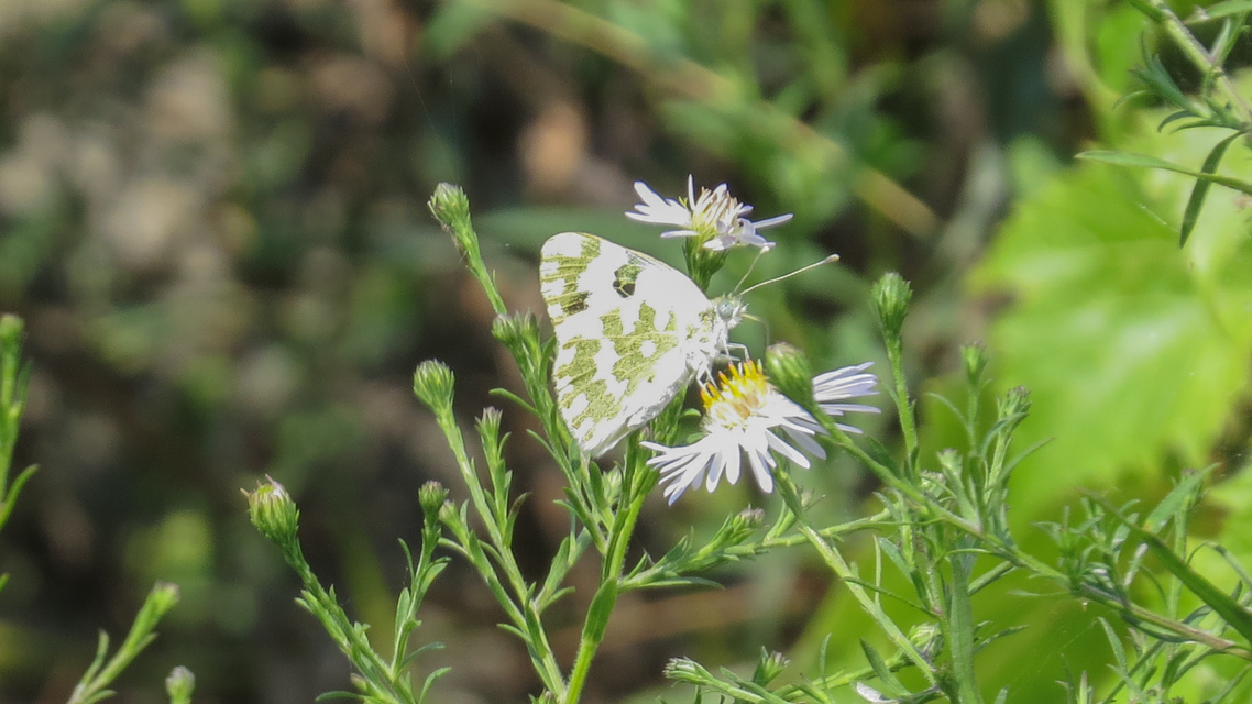 Pontia edusa - rezedalepke